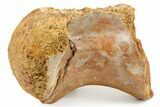 Fossil Spinosaurus Dorsal Vertebra Centrum - Morocco #367603-5